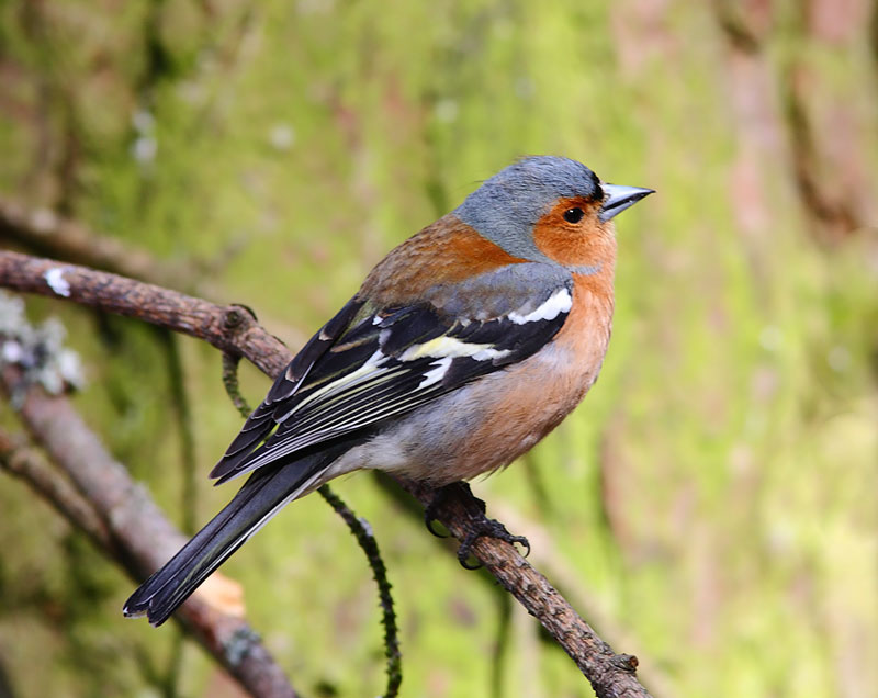 Chaffinch-34962714