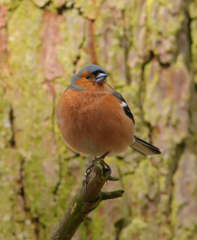 Chaffinch-35852719