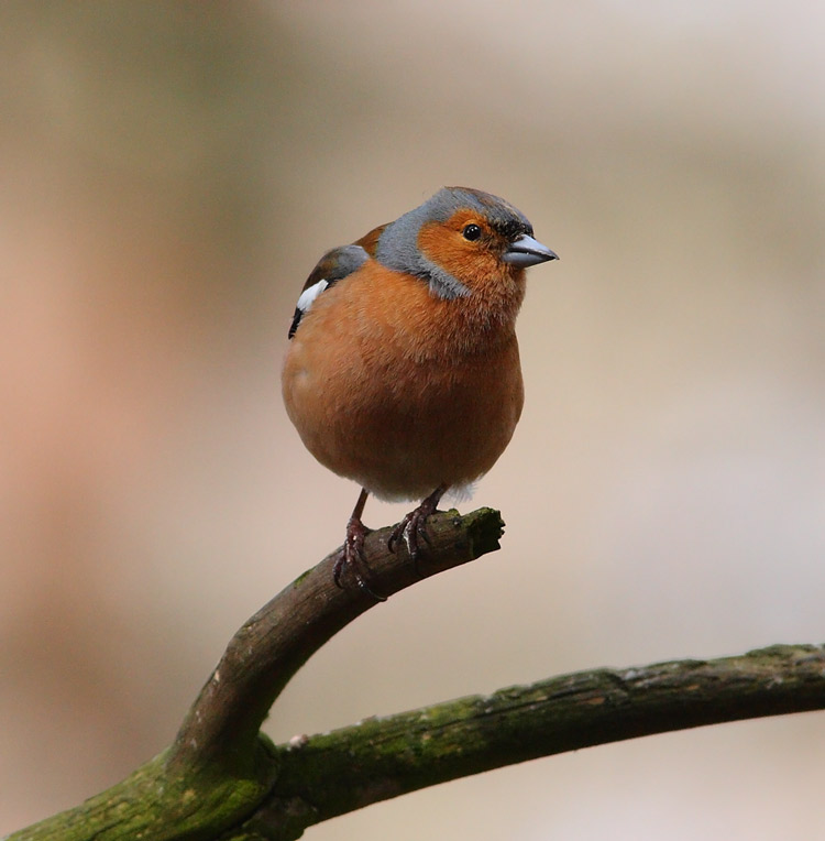 Chaffinch-36272721