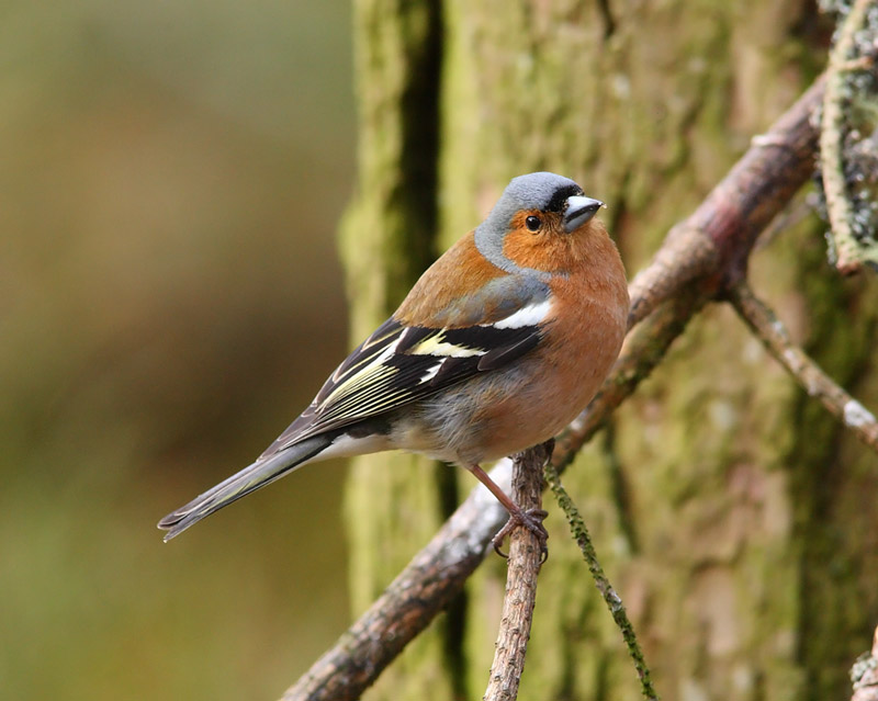 Chaffinch-36592725