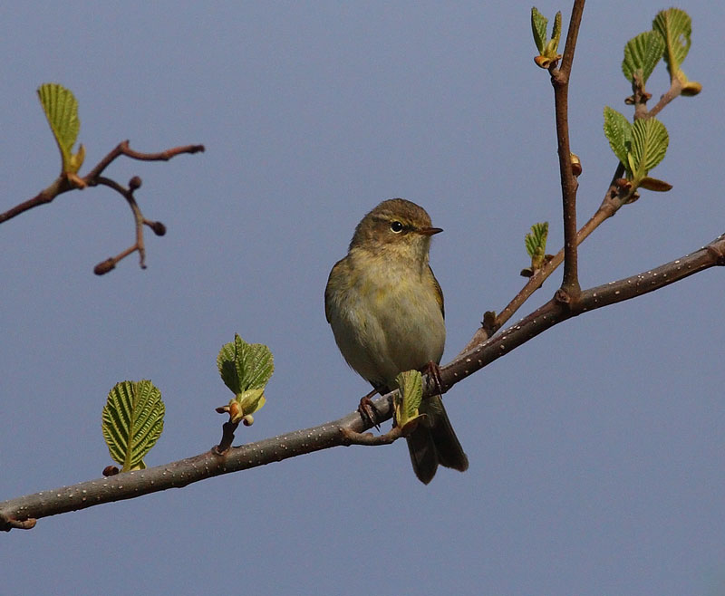 Chiffchaff-37772730