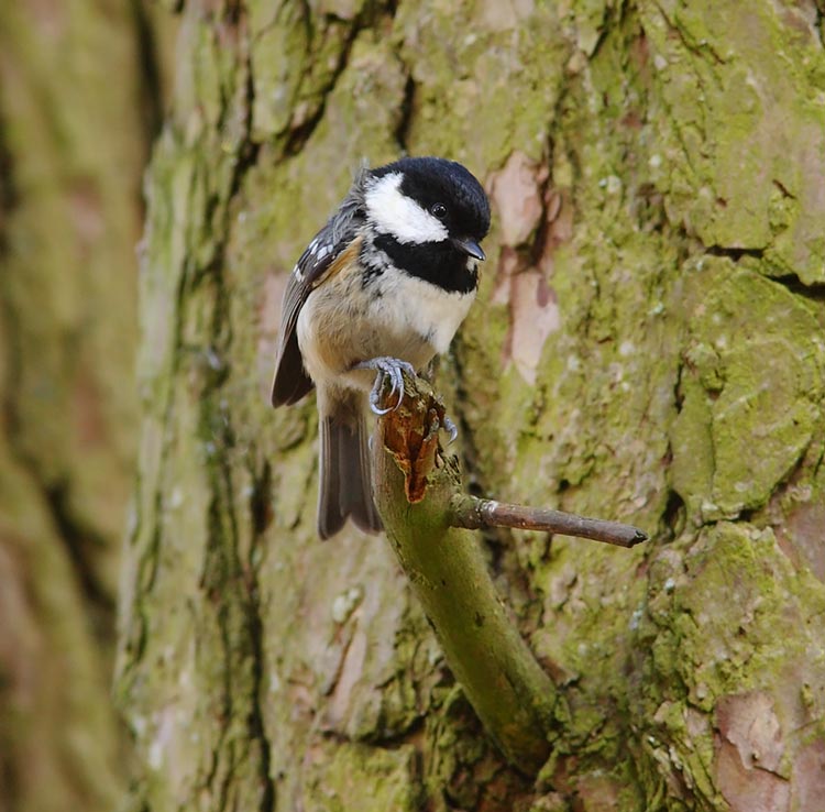 Coal-Tit-34562712