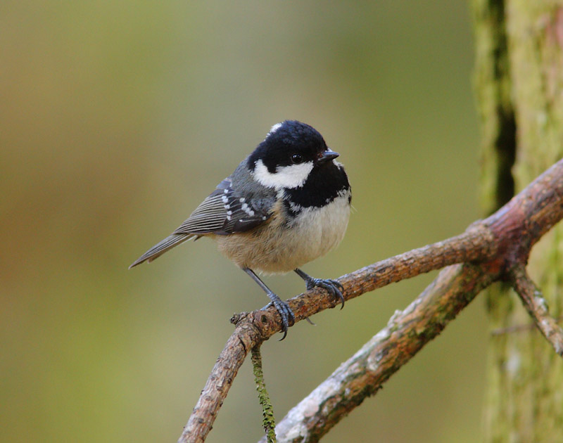 Coal-Tit-34632713