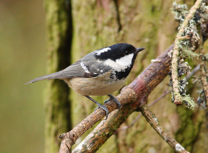 Coal-Tit-36352723