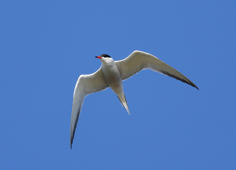 Common-Tern-43302787
