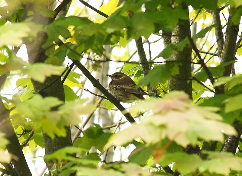 Dusaky-Thrush-41702778