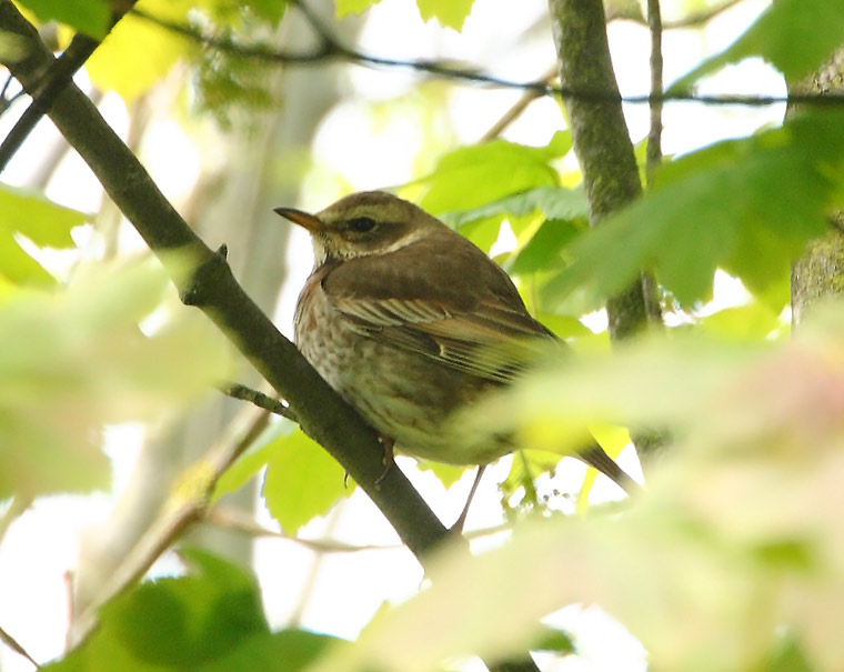 Dusaky-Thrush-42432770