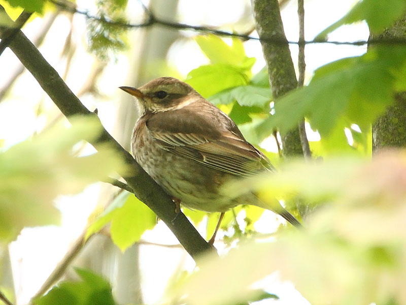 Dusaky-Thrush-42522771