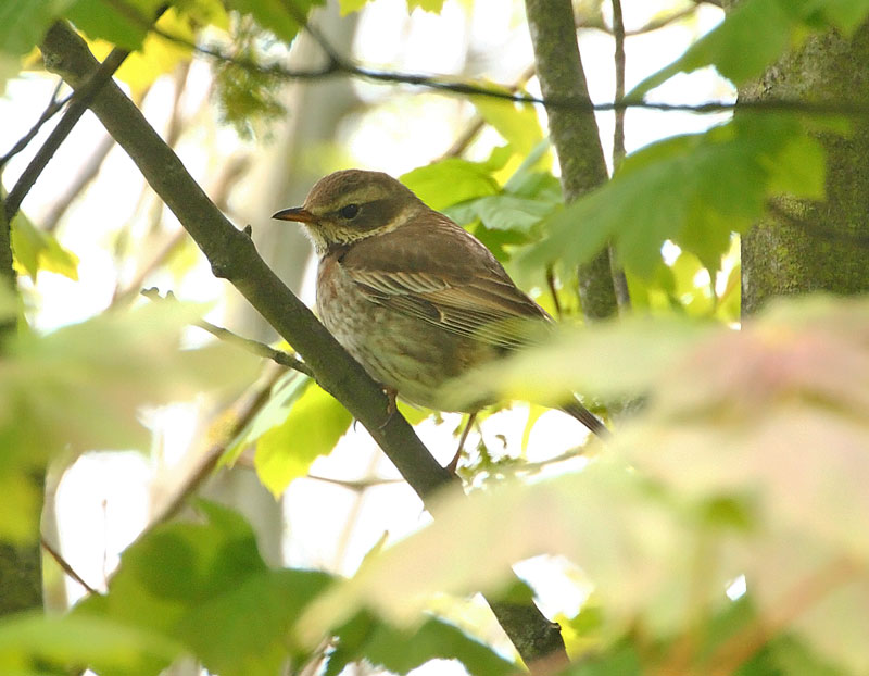 Dusaky-Thrush-42562774