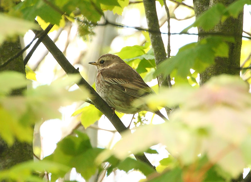 Dusaky-Thrush-42582775