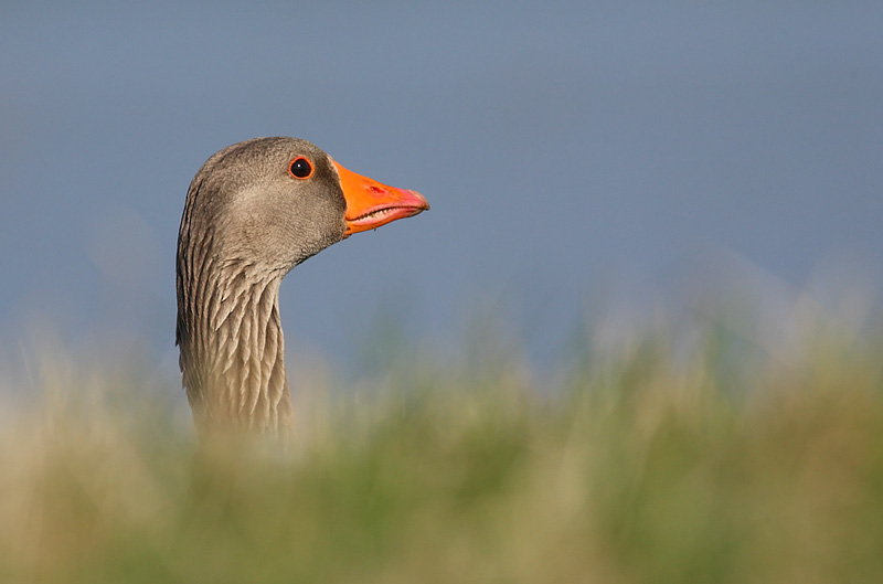 Grey-Lag-43022784