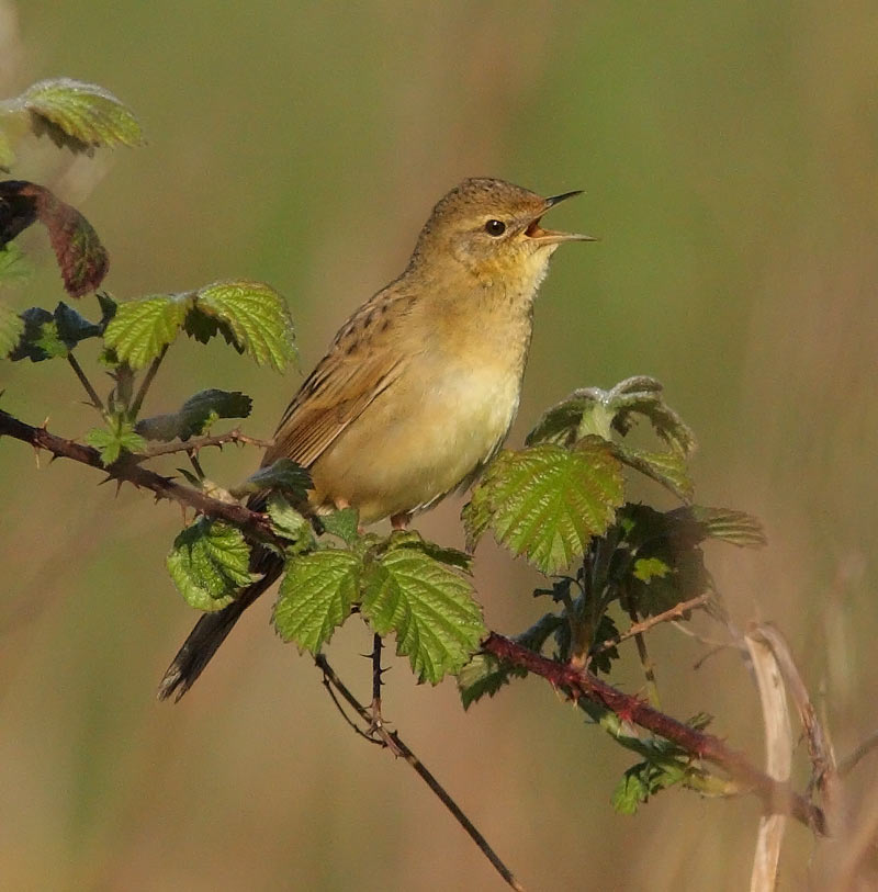 Gropper-38262735