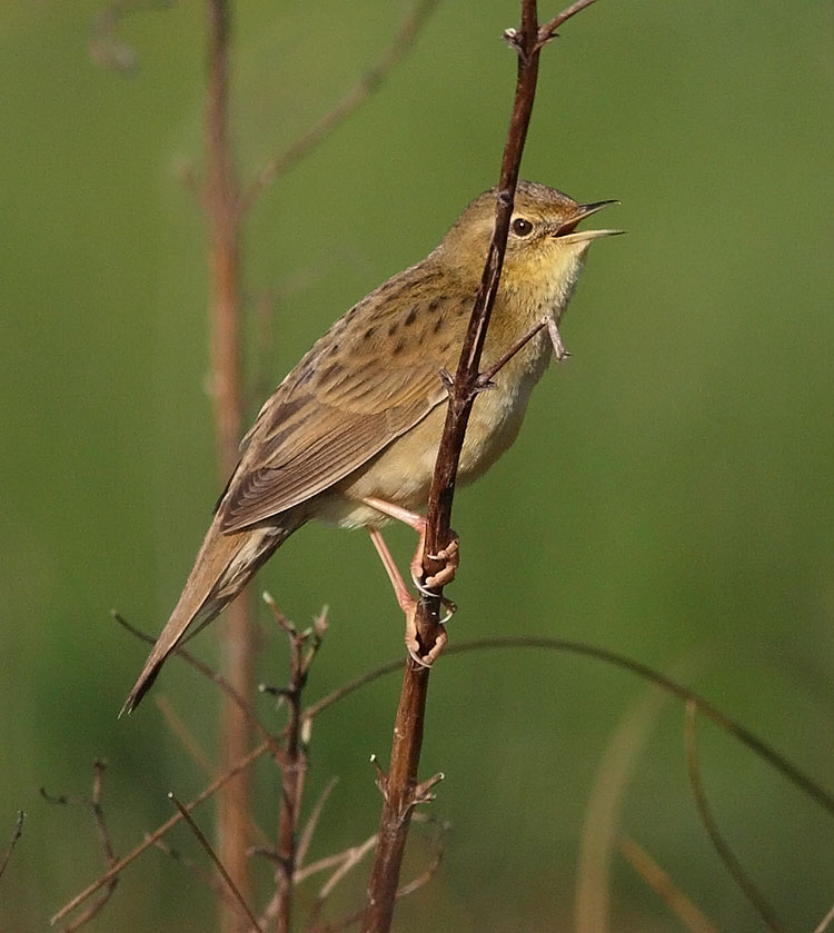 Gropper-38392737