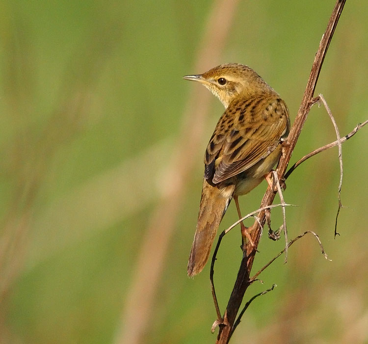 Gropper-38782732