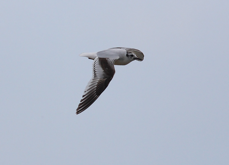 Little-Gull-43892797