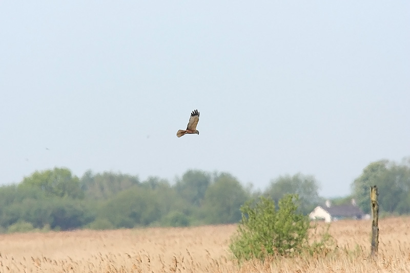Marsh-Harrier-Lakenheath-45702813