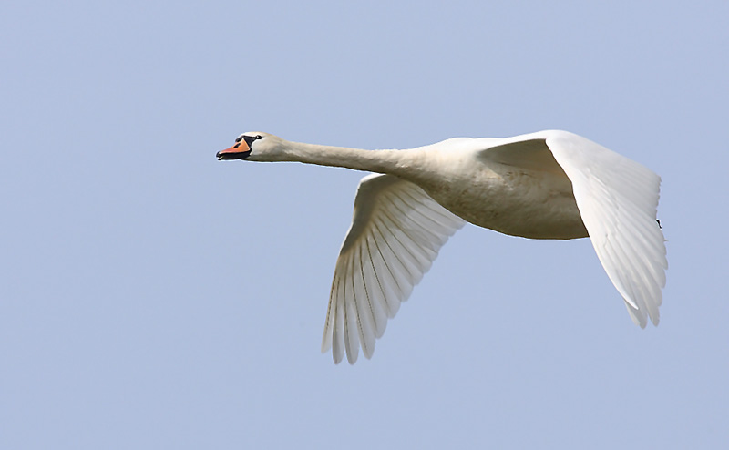 Mute-Swan-Lakenheath-45832814