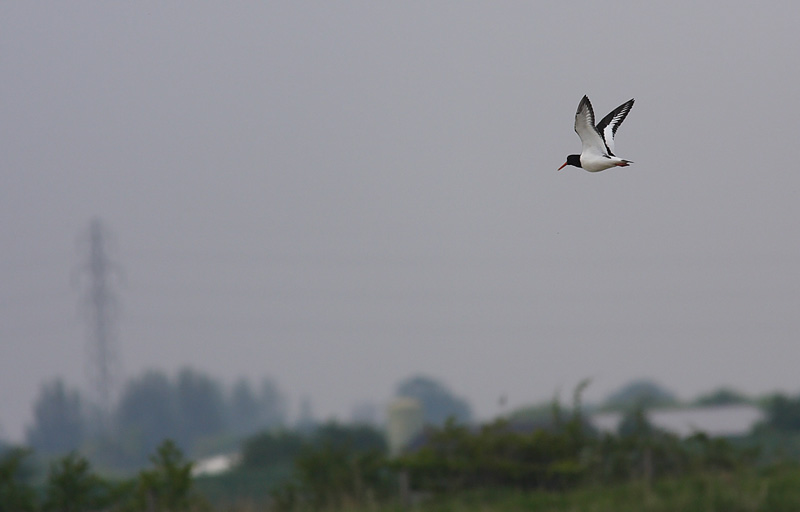 Oystercatcher-44552802
