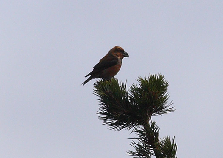 PARROT-CROSSBILL-34402697