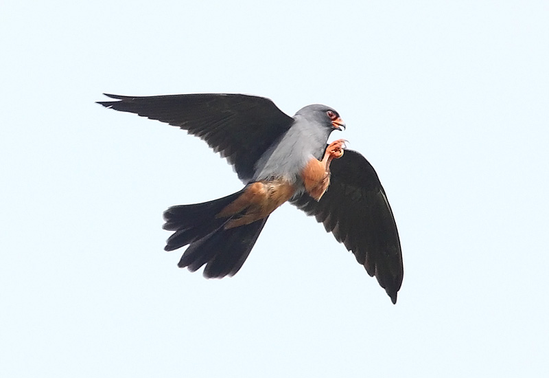 RED-FOOTED-FALCON-47282823
