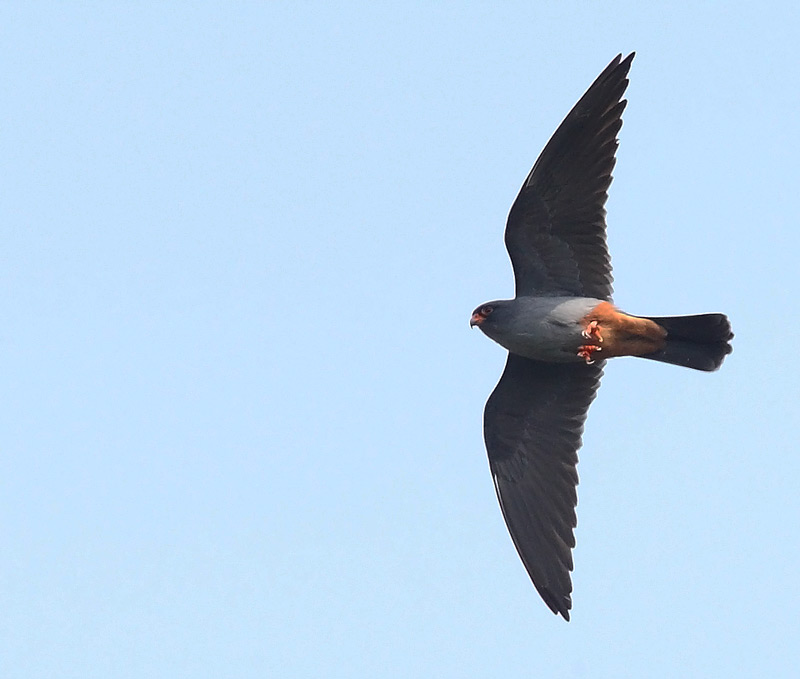 RED-FOOTED-FALCON-47282824