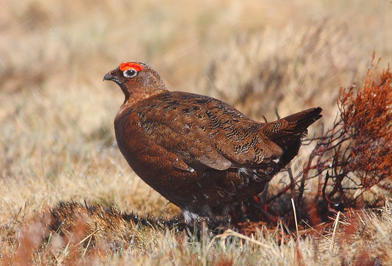 RED-GROUSE-35372695