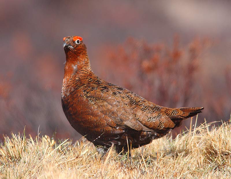 RED-GROUSE-35442696