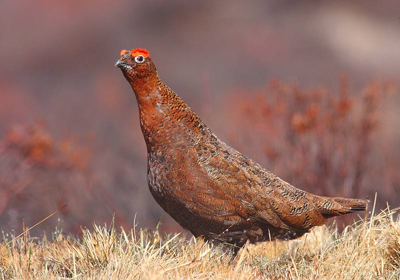 RED-GROUSE-35462694