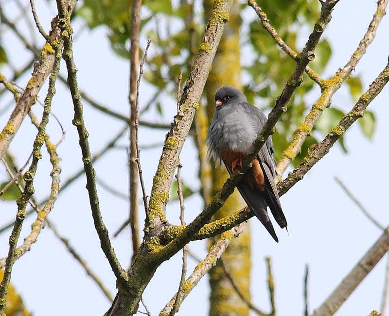Red-footed-Falcon-45102811