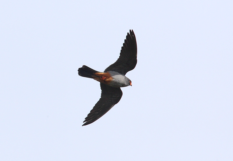 Red-footed-Falcon-45192812