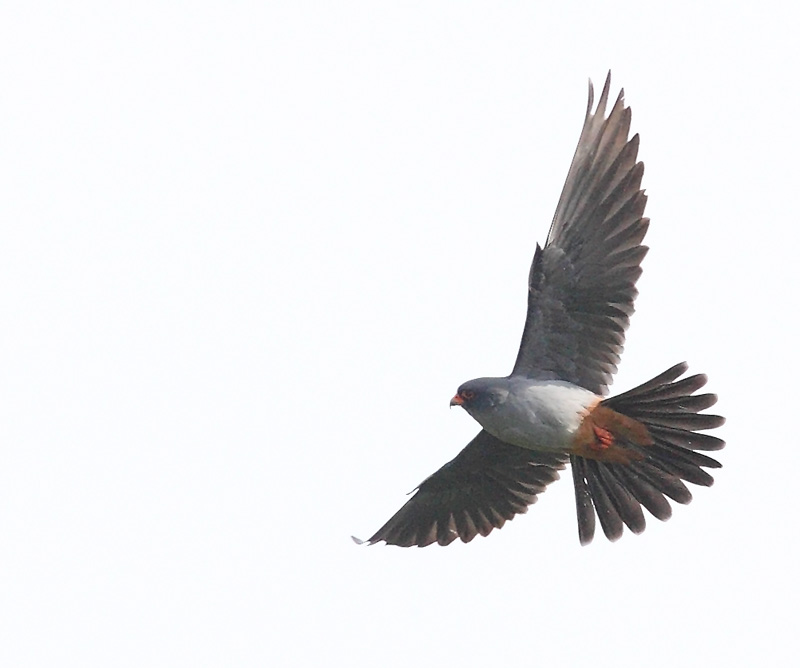 Red-footed-Falcon-45272809