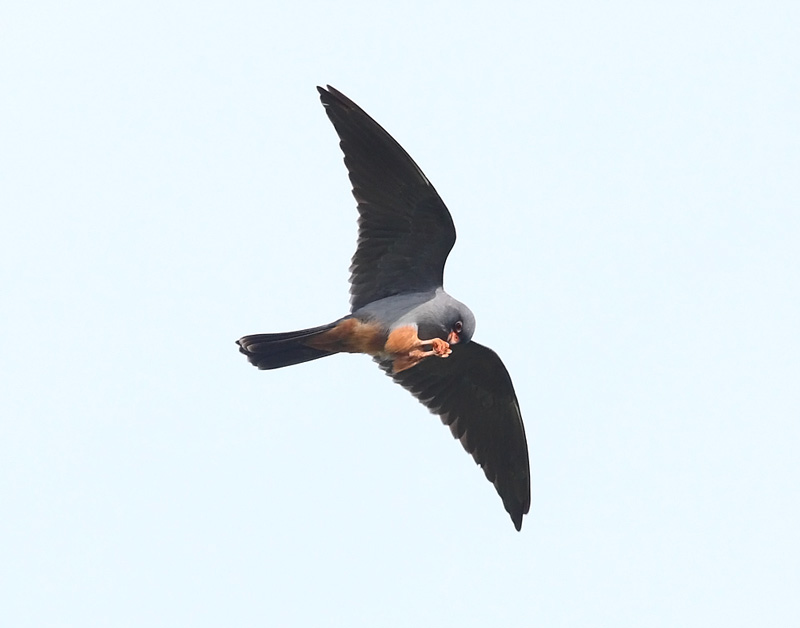 Red-footed-Falcon-47292804