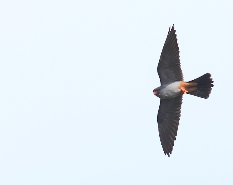 Red-footed-Falcon-47592806