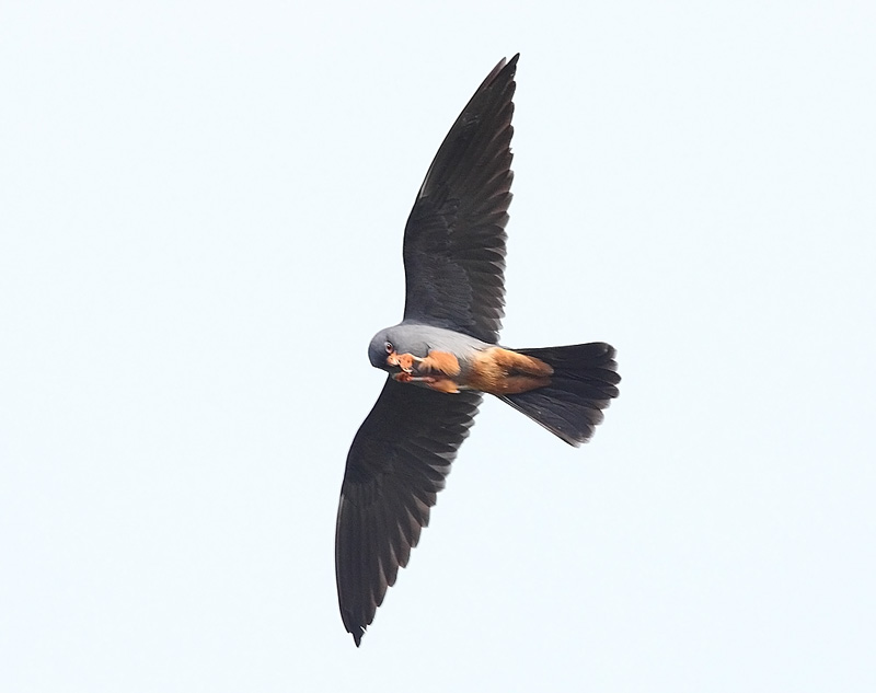 Red-footed-Falcon-47672807