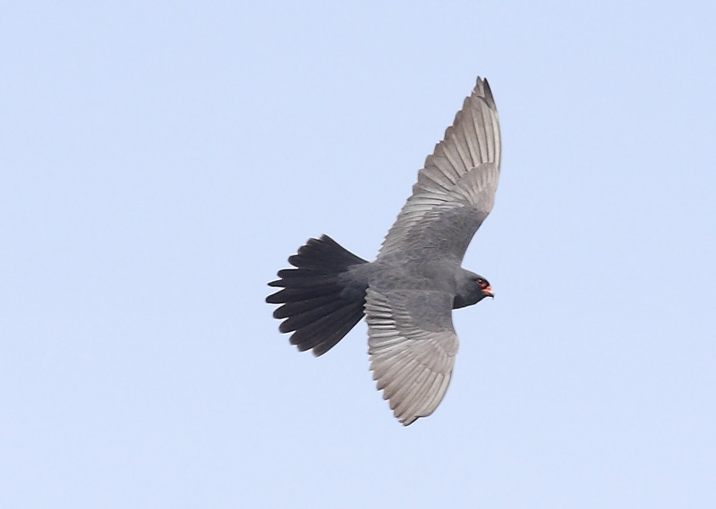 Red-footed-Falcon-48152816
