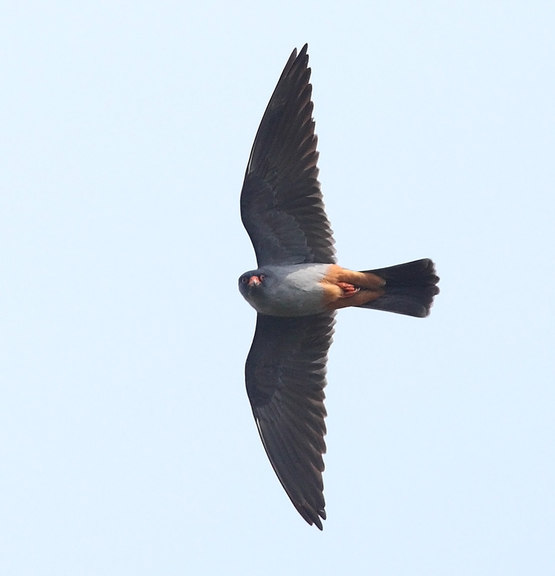 Red-footed-Falcon-48252817
