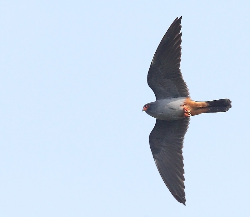 Red-footed-Falcon-48552810