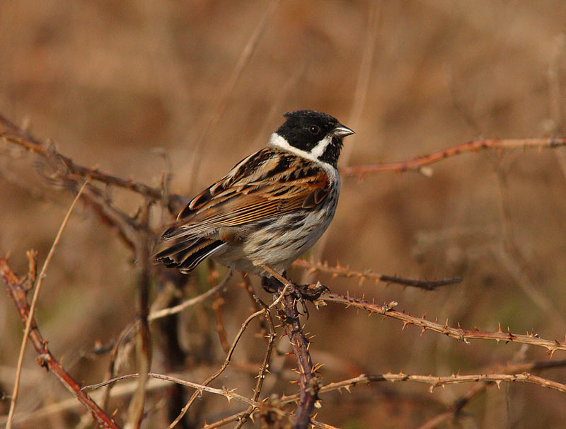 Reed-Bunting-37042728