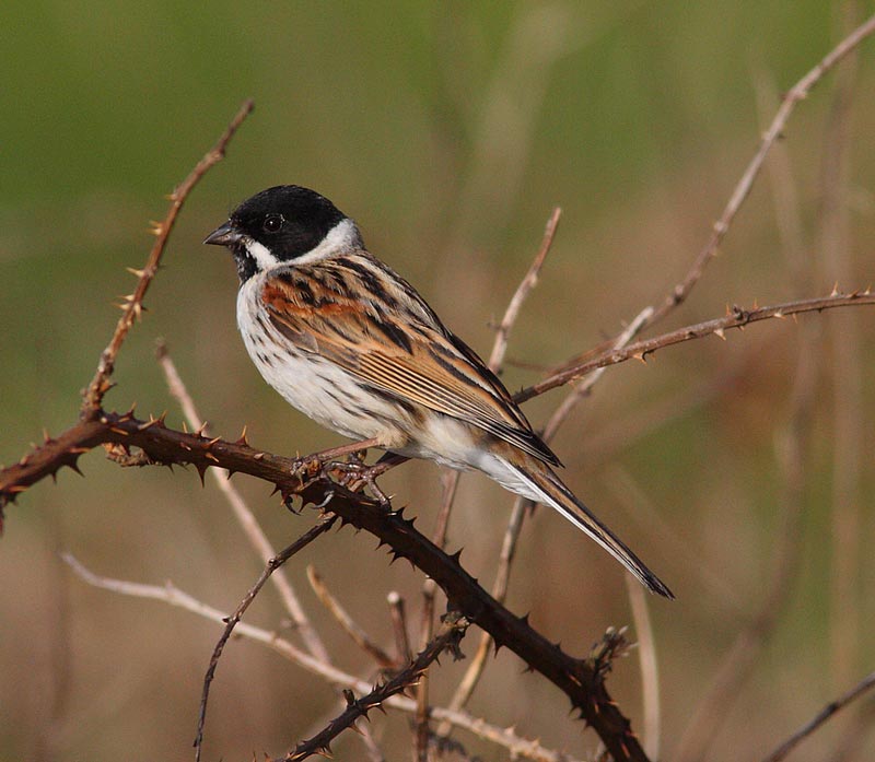 Reed-Bunting-37372726