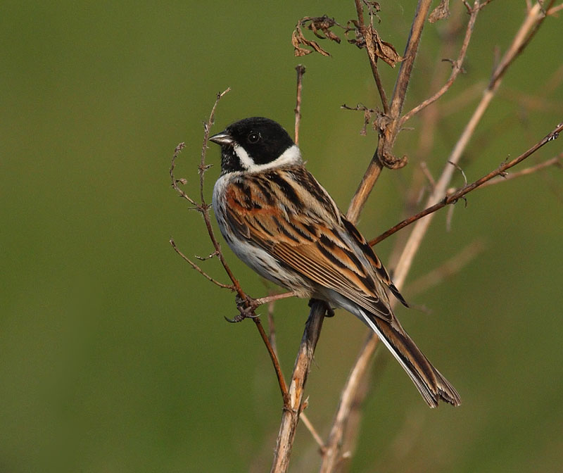 Reed-Bunting-37642727