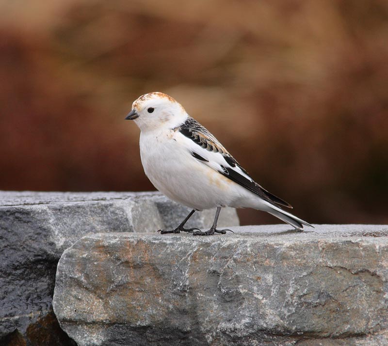 Snow-Bunting-35042715