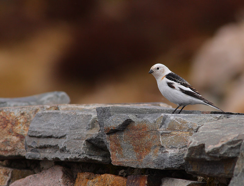 Snow-Bunting-35072716