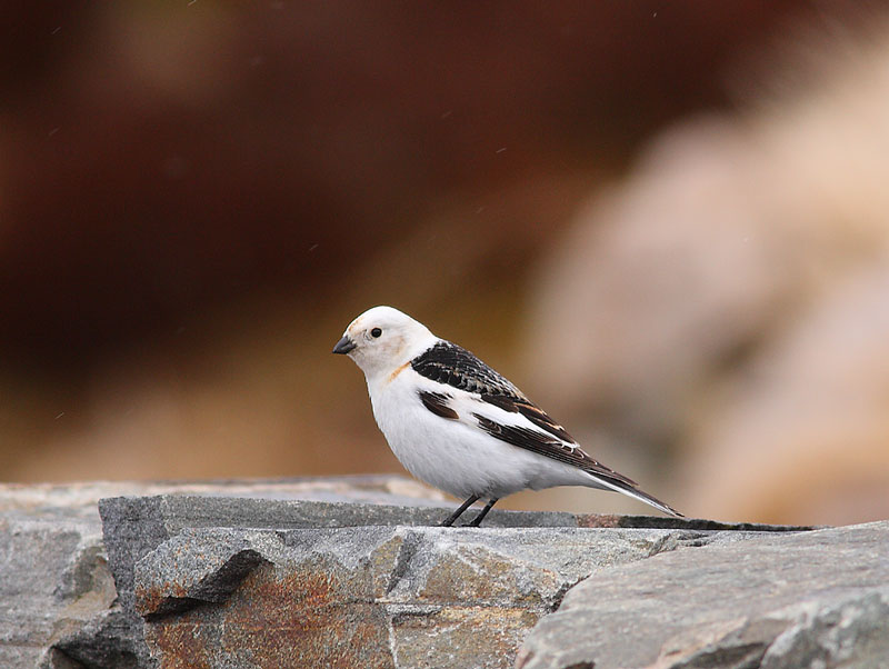 Snow-Bunting-35112717