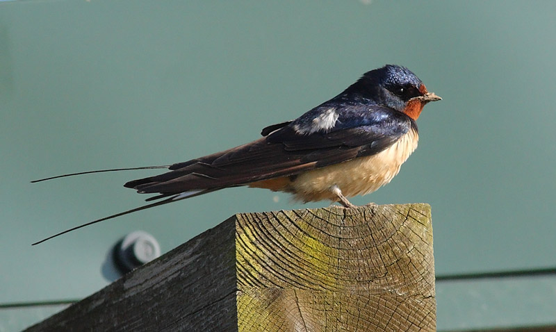 Swallow-42962780