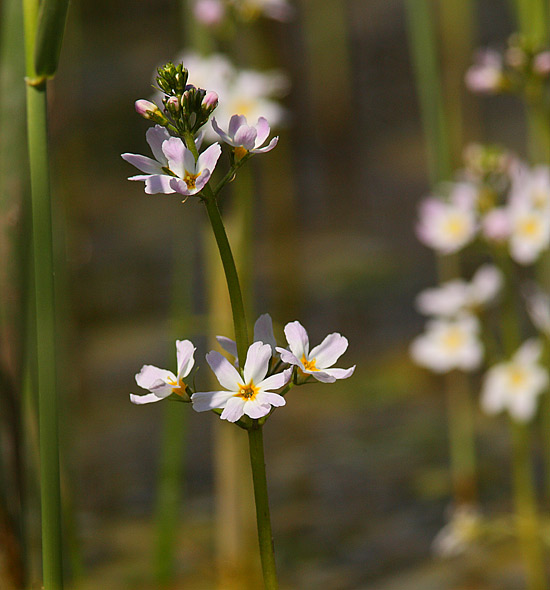 Water-Violet-49612820
