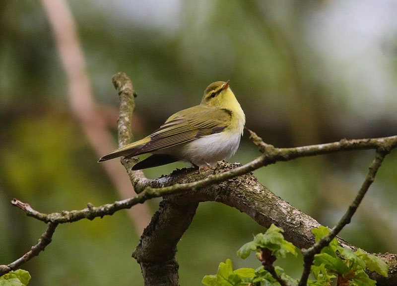 Wood-Warbler-40402750
