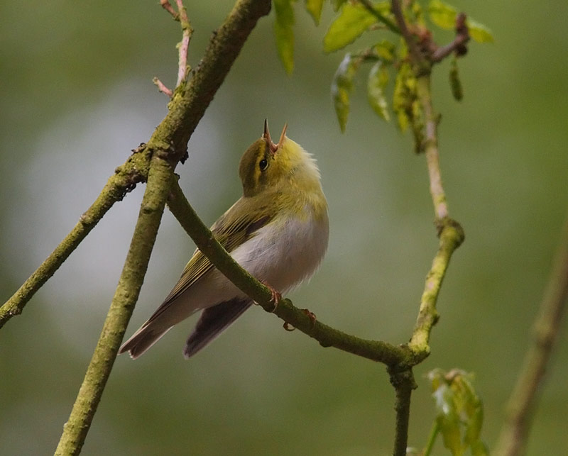 Wood-Warbler-40502749