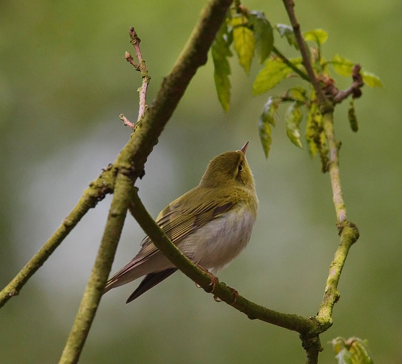 Wood-Warbler-40542751