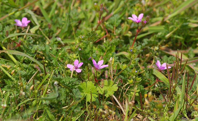 sfoot-Cranesbill-48862822
