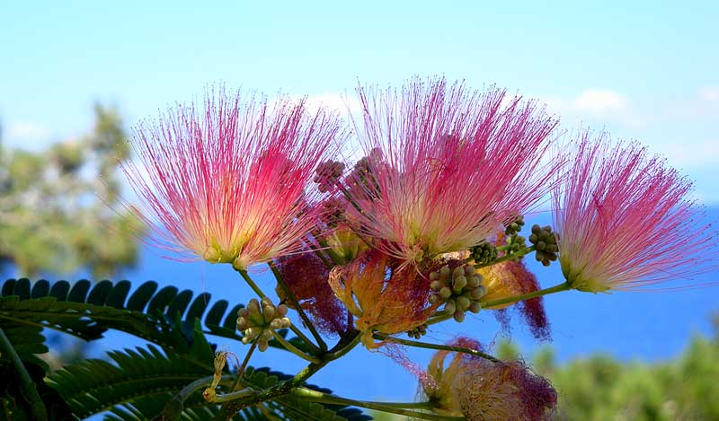 ACACIA-013152846